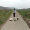 lekker wandelen in de druiven velden, Aan de mosel Duitsland