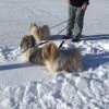 In Oostenrijk in de sneeuw wandelen
